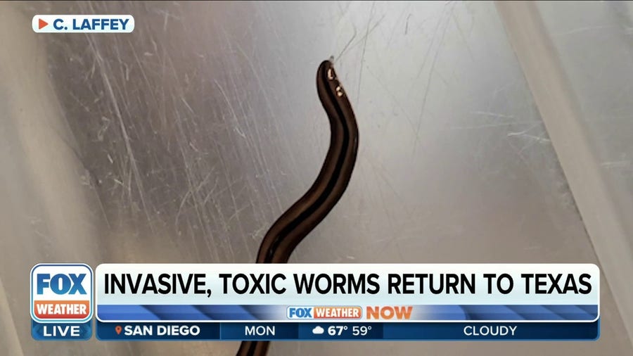 'It does not belong here': Invasive, toxic worms return to Texas