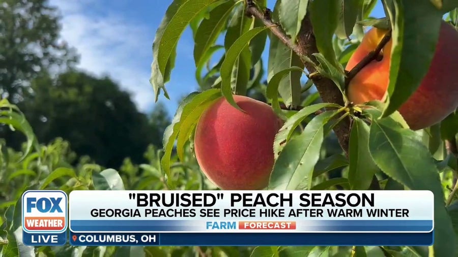 Spring cold snap devastated Southern peach crop. What will that mean for prices?