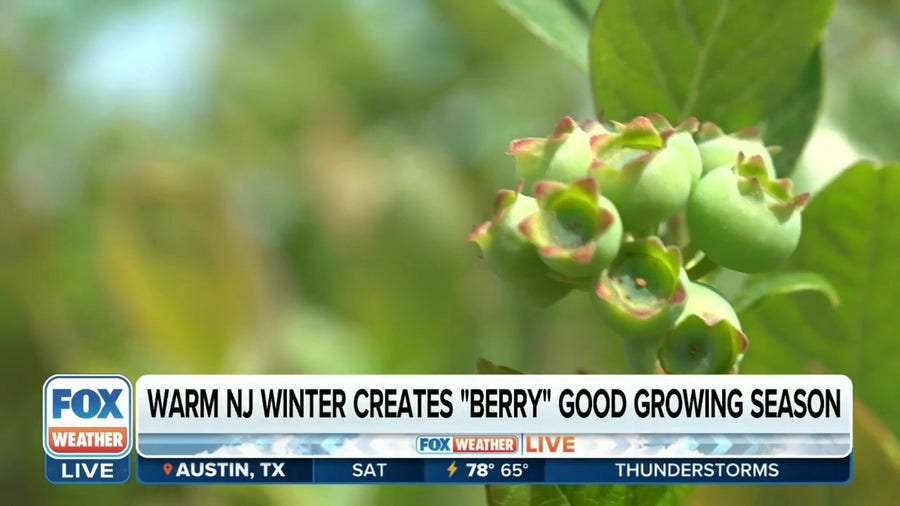 Spring has been crucial for the production of America's blueberries