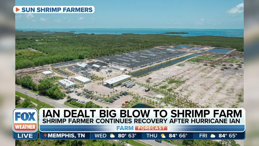 'This was the big one': Pine Island shrimp farm continues recovery after Hurricane Ian