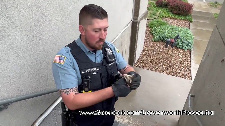Baby opossum seeks shelter at Kansas police station during downpour