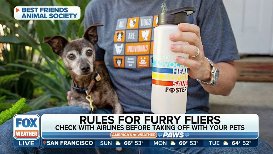 Travel and heat safety tips to help keep pets safe during summer