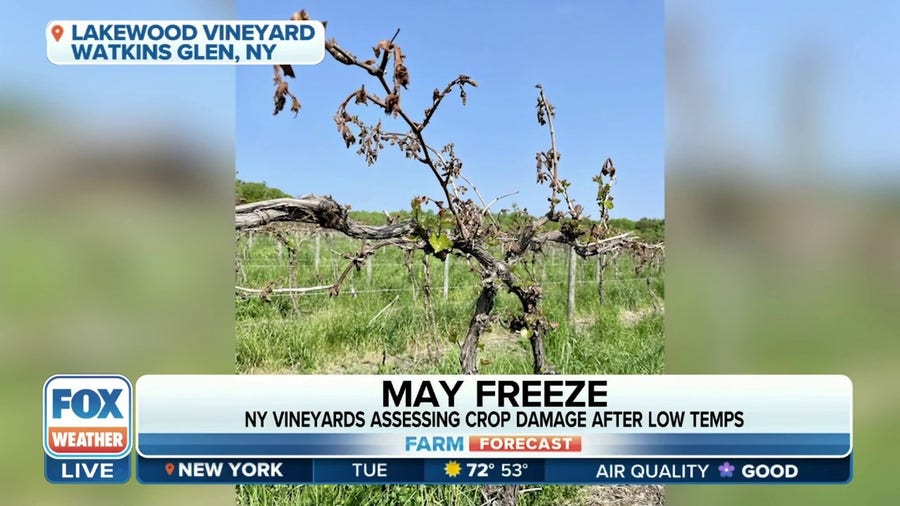 Freezing temperatures damage New York vineyards