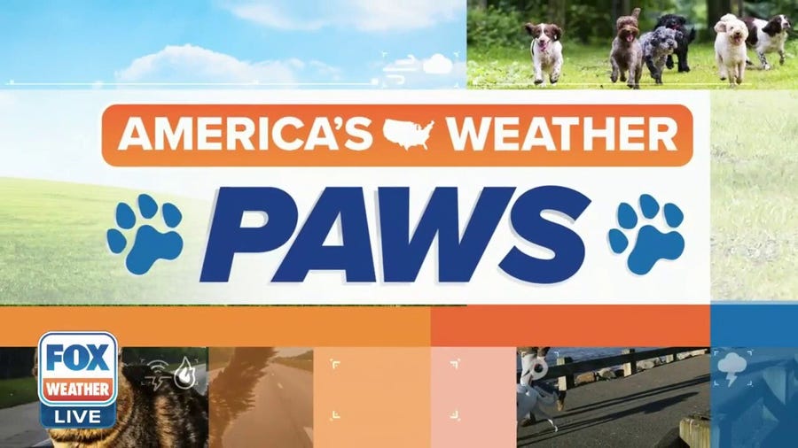 America's Weather Paws | June 3