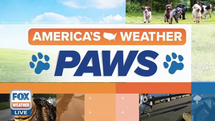 America's Weather Paws | June 4
