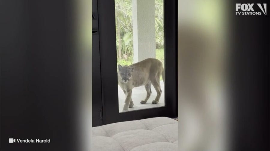 Panther caught lurking outside Florida home