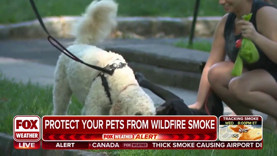 How to protect your pets from wildfire smoke