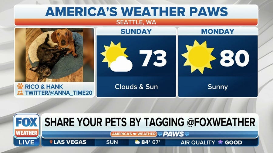 America's Weather Paws | June 11