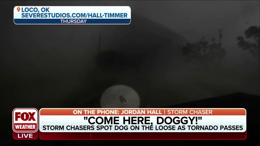 Storm chasers spot dog on the loose as tornado passes