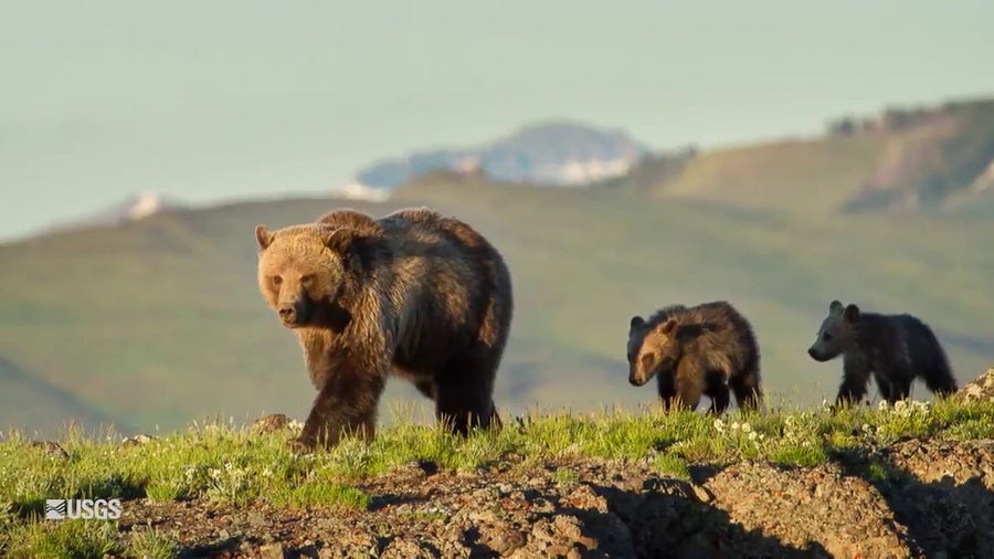 How to save the Grizzlies