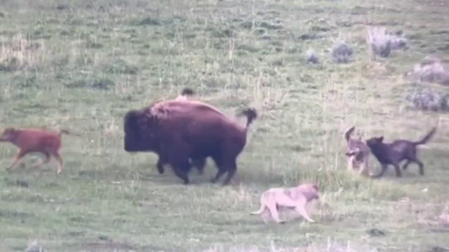 Watch: Bison fend off wolves from young calf in Yellowstone
