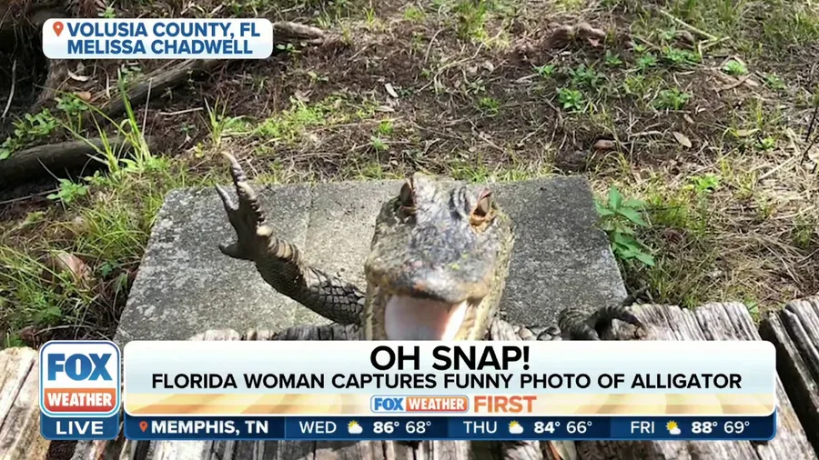 Florida woman captures funny photo of alligator