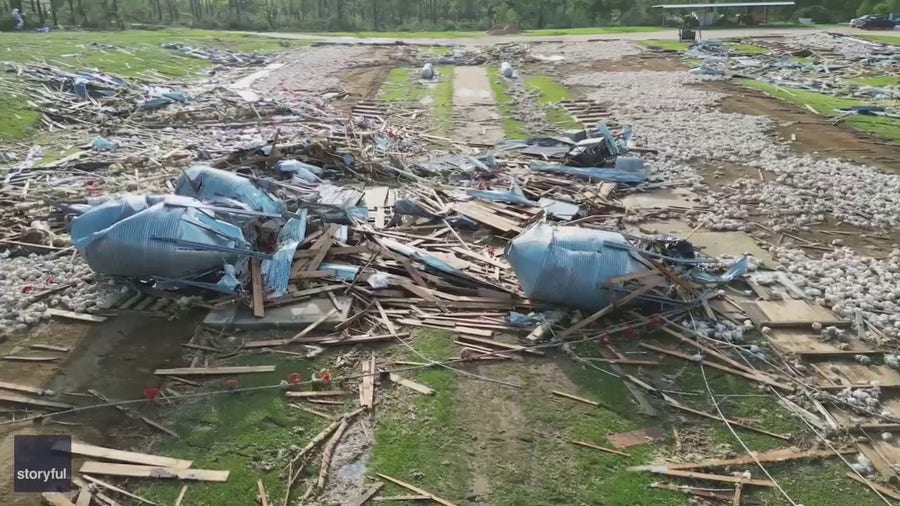 Thousands of chickens stay put after Mississippi poultry farm leveled by tornado