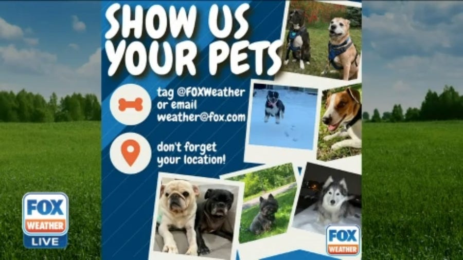 America's Weather Paws | June 2