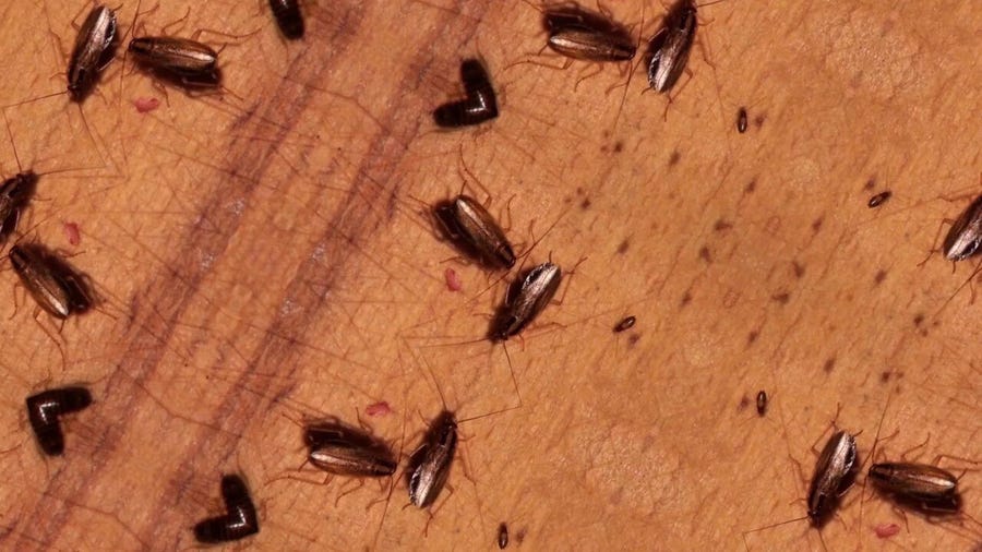 Coughing at night? It could be cockroaches