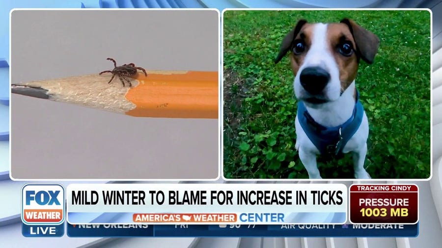 Mild winter to blame for increase in ticks