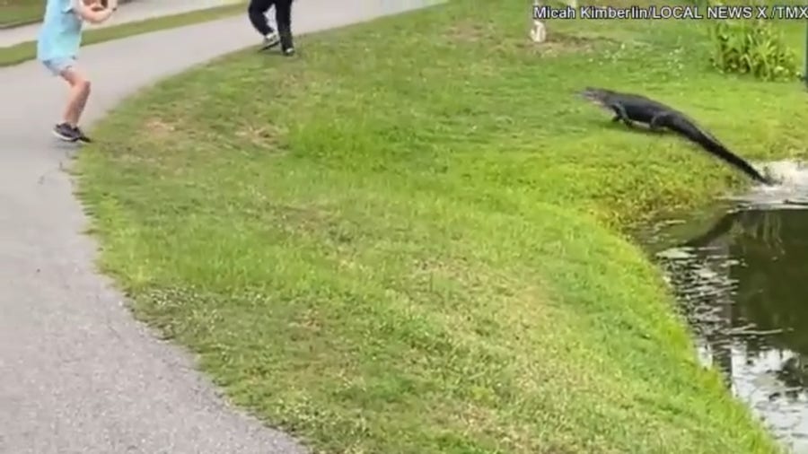 Alligator charges at a man along a South Carolina pond