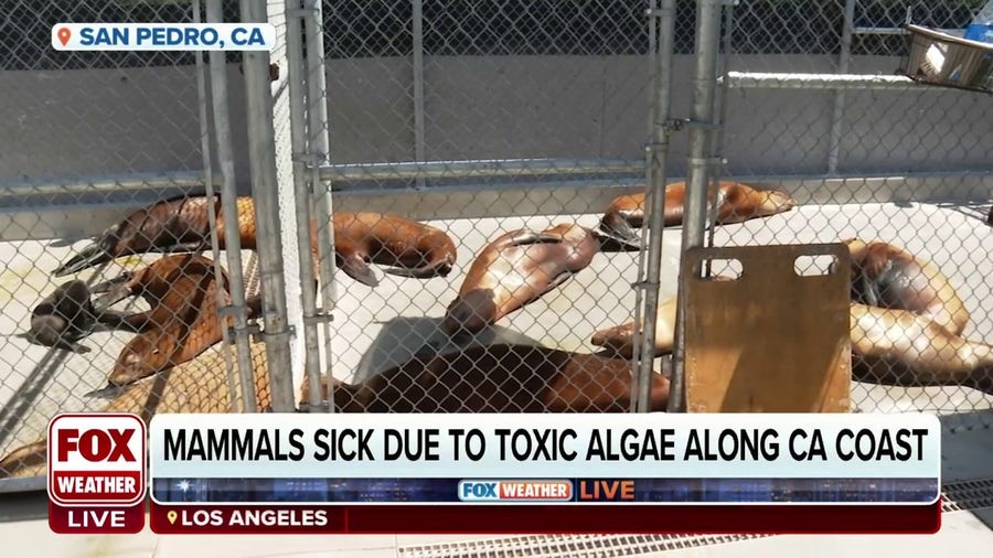 Mammals getting sick due to toxic algae along California coast