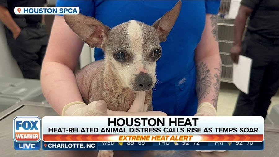 Impacts that the historic heat wave is having on animals in Texas