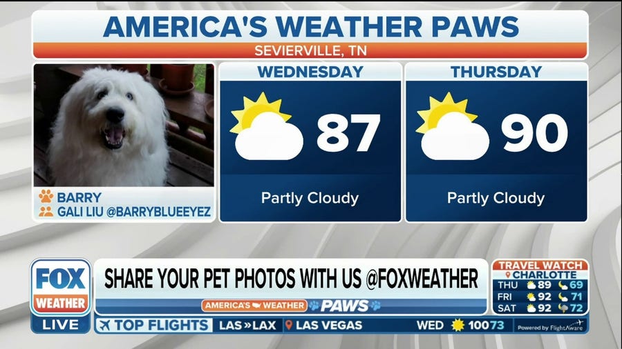 America's Weather Paws | June 28