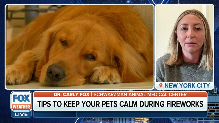 Tips to keep your pets calm during 4th of July fireworks