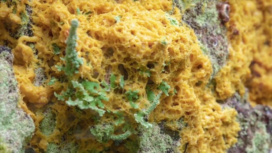 Pulsating 'dog vomit slime mold' found growing in Alaska state park
