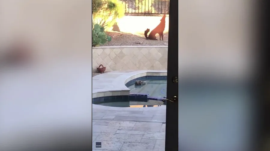 Owl takes a pool plunge to beat the heat in Phoenix