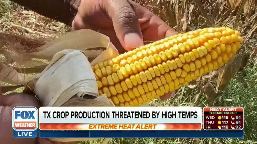Extreme heat threatens crop production in Texas