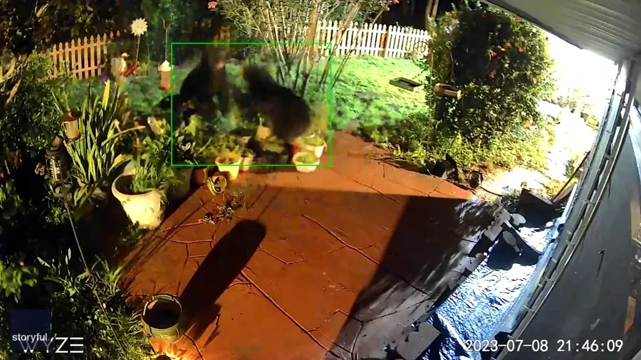 Bear brawl in Florida yard stuns homeowner