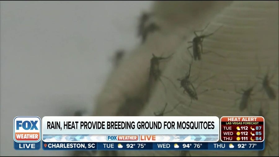'Perfect storm' for mosquitos in Northeast