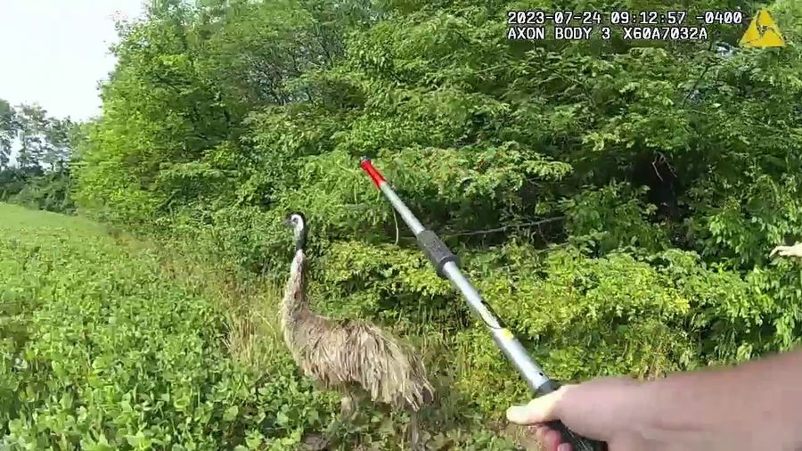 Ohio police officers chase runaway emu around field
