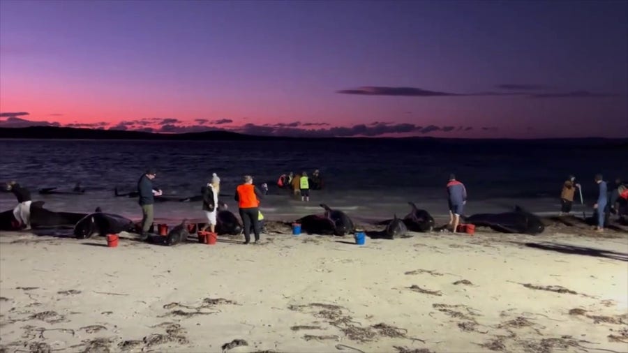 Whales beach themselves along Australian coast