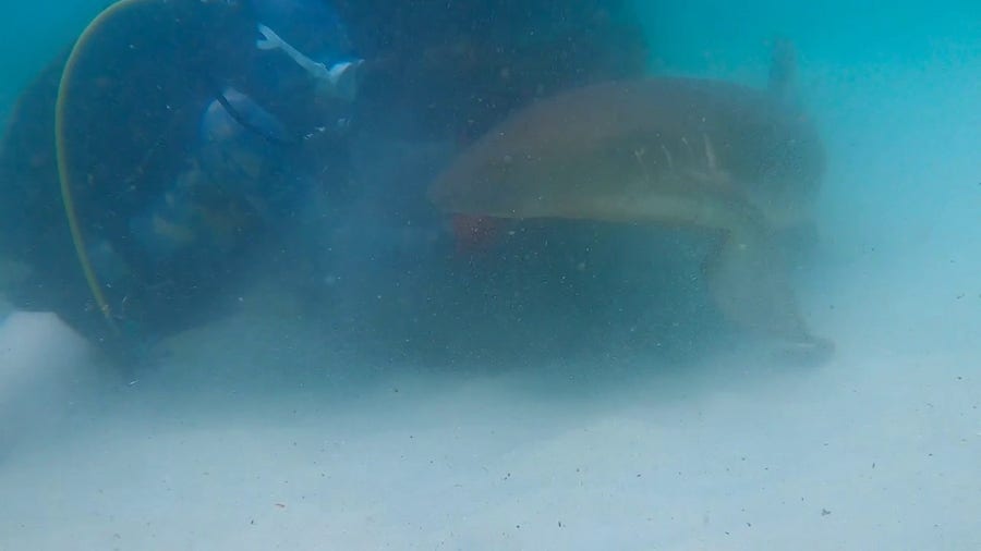 Diver rescues large nurse shark hooked to artificial reef in Destin, Florida