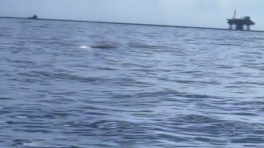 Rare Rice whale spotted off of the Texas coast