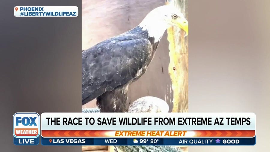 Race to save wildlife from extreme Arizona temperatures