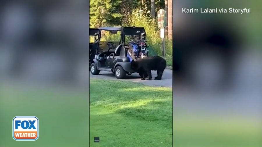 Curious black bear steals golf club bag