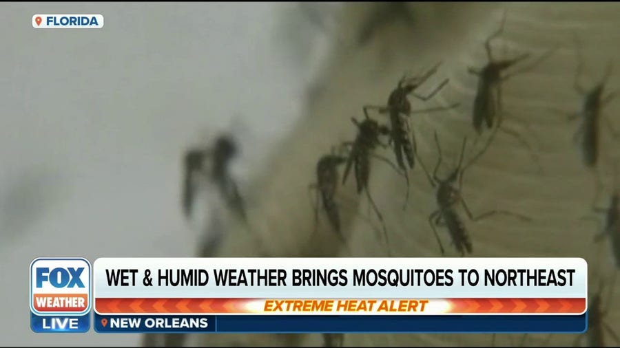 More rain means more mosquitoes