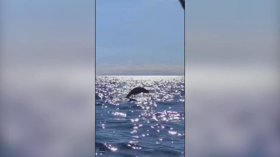 Shark chasing seal nearly capsizes kayaker in New Zealand