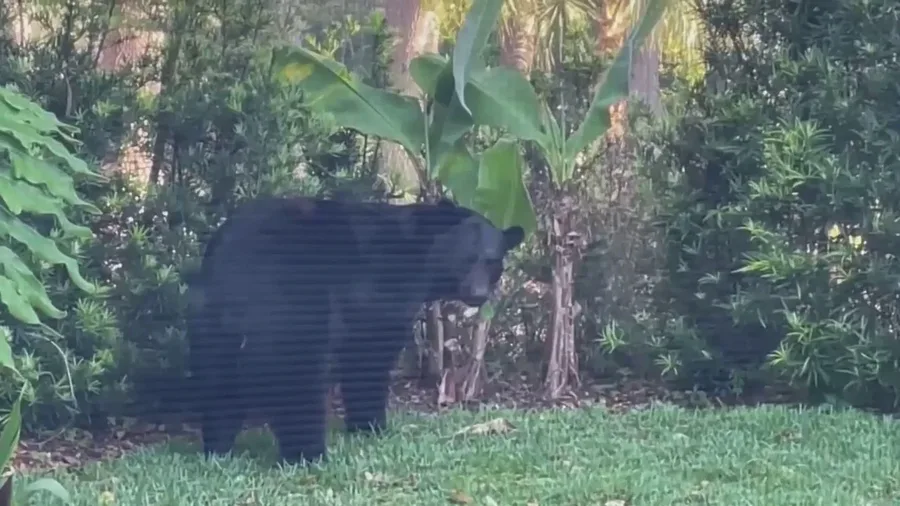 Florida party bear breaks into home for 3 hard seltzers