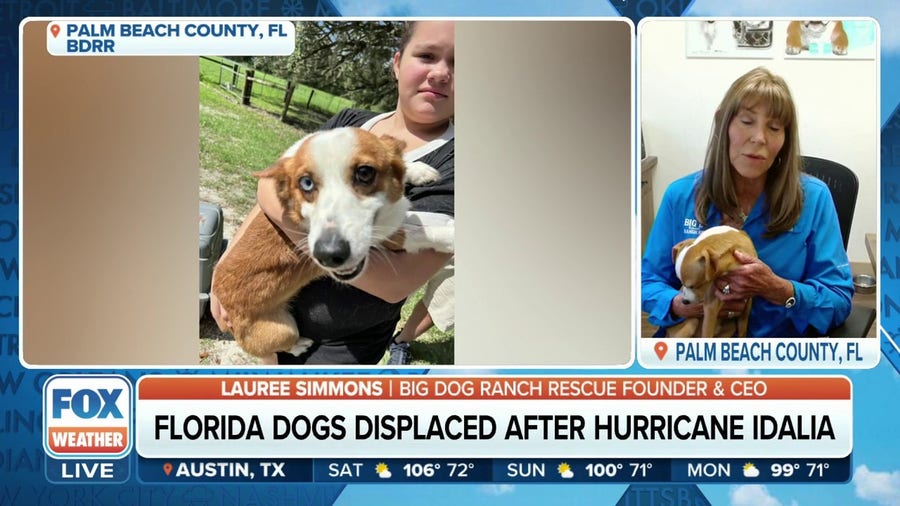 Florida pets displaced during Hurricane Idalia