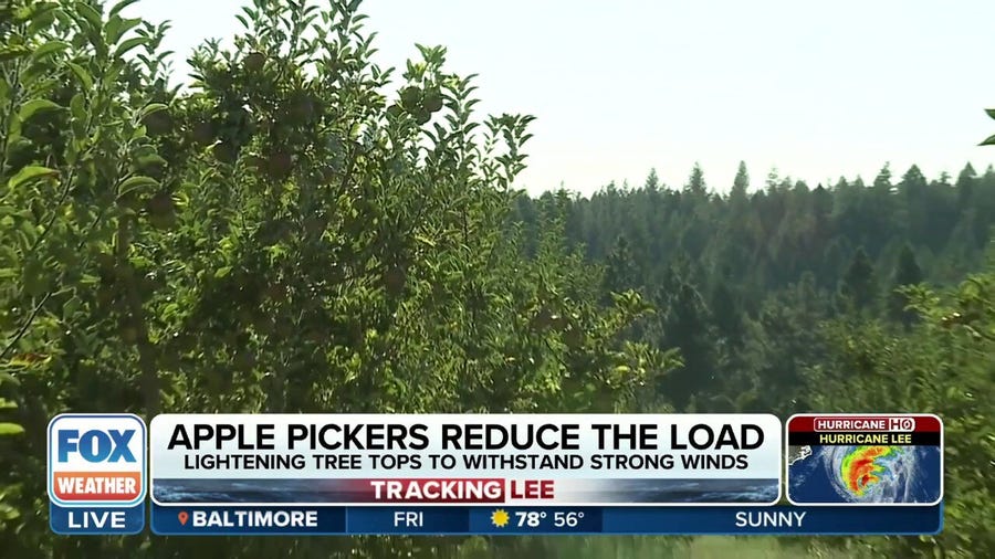 Apple orchards prepare for impacts of Hurricane Lee
