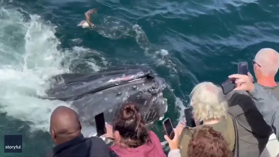 Watch: Humpback whale feeding frenzy