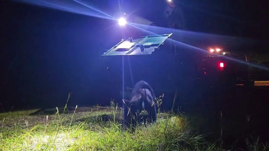 Video: Bear captured at Disney World's Magic Kingdom released in the Ocala National Forest