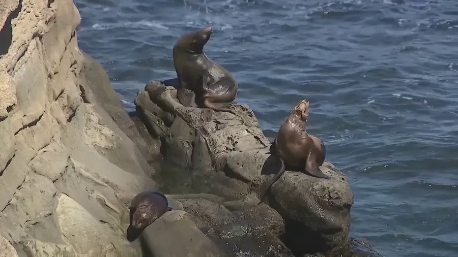 California city closes popular beach for sea lions