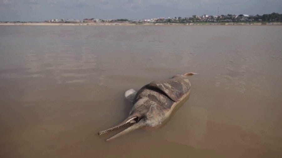 Brazil drought and heatwave kill over 100 rare pink dolphins in Amazon tributary