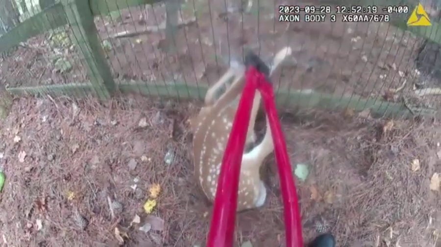 Watch: Police officer rescues small deer stuck in a fence