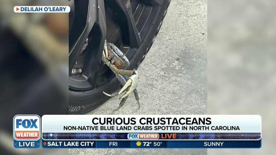 Non-native crabs spotted in North Carolina