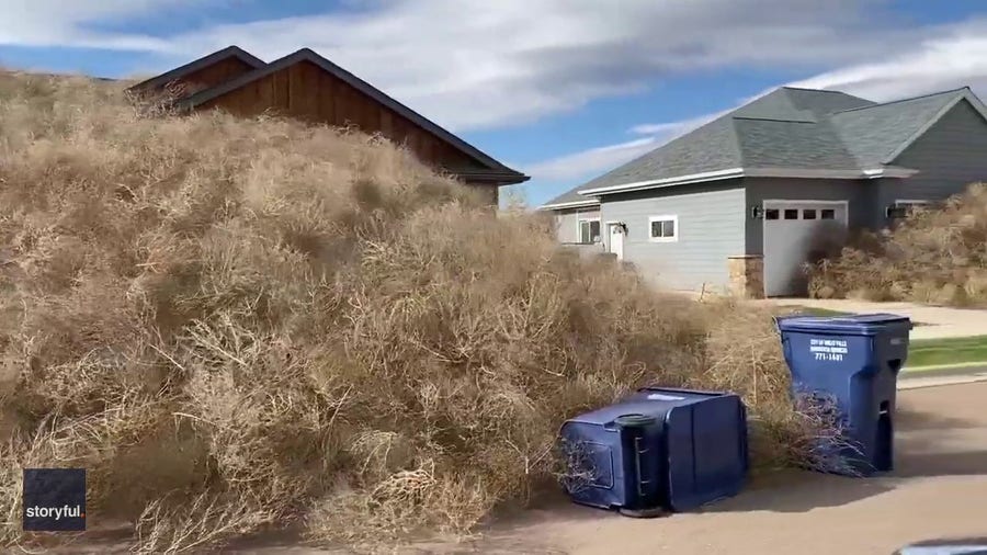 Montana homes buried under tumbleweed blown in by strong wind gusts