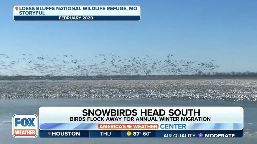 Billions of birds take flight to head south for the winter