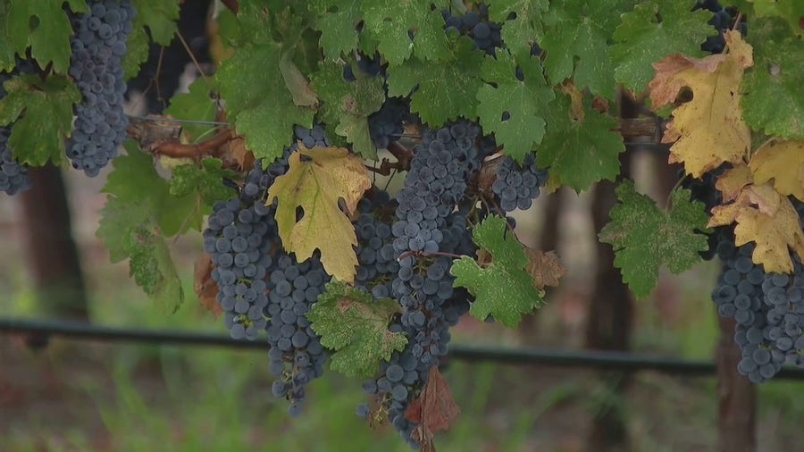 California winemakers blame weather for late harvest this year